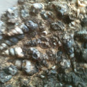 Spiral shell fossils