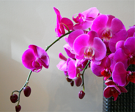 Orchid Live Wallpaper APK Download for Android