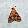 Crambid Moth