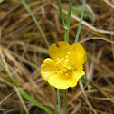 Meadow Buttercup