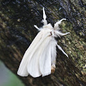 White Moth