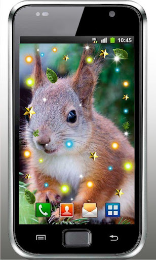 Squirrels Gallery Photo HD LWP