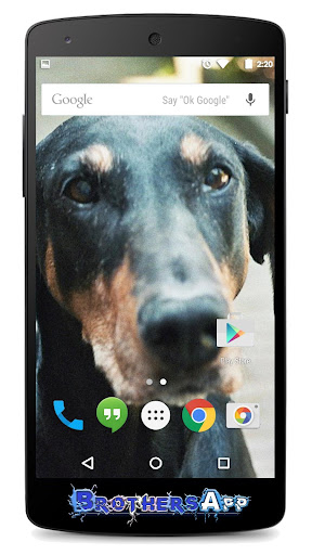 【免費個人化App】Dobermann Background-APP點子