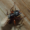 Black carpenter ant (winged)