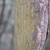 Striped Maple