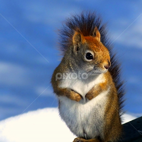 by Christiane Ouellet - Animals Other