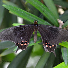 White-dotted Cattleheart