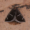 Short-lined Chocolate Moth