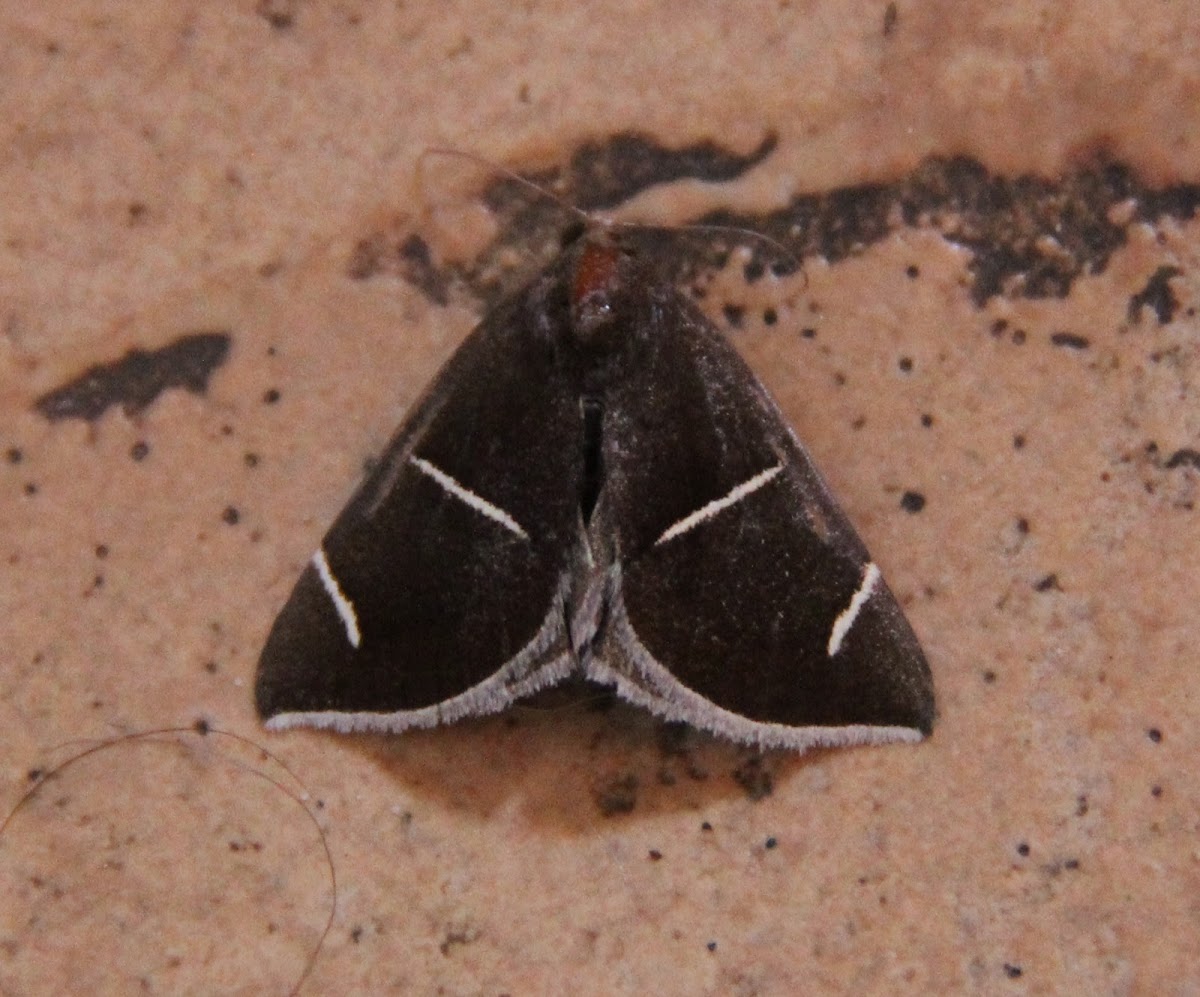 Short-lined Chocolate Moth