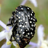 Common Dotted Fruit Chafer