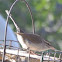 Bewick's Wren