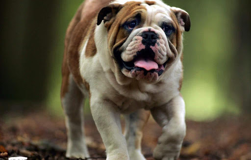 【免費生活App】English Bulldog Wallpapers HD-APP點子