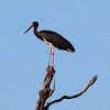 Black Stork