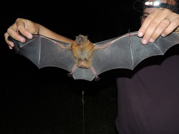 Greater Spear-Nosed Bat | Project Noah