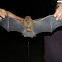 Greater Spear-Nosed Bat