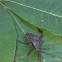 Leaf footed bug