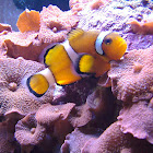 Ocellaris clownfish