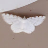 Lesser maple spanworm moth