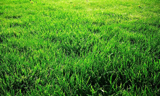 Grass Live Wallpaper