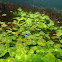Water pennywort and ludwigia