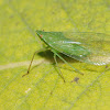 Dictyopharid planthopper