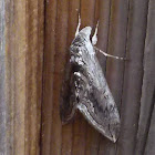 Waved Sphinx Moth Colorado
