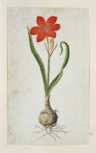 Cyrtanthus elatus (Jacq.) Traub