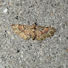 Green and Brown Carpet - female