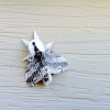 Large Tolype Moth