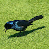 Boat Tailed Grackle