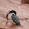 Giant Kingfisher