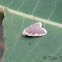 [g] Diduga moth