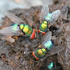 Banded Blowfly