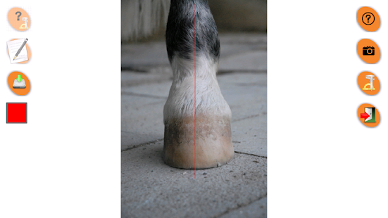Horse Conformation Screenshots 7