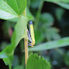 Black-tipped Leaf Hopper