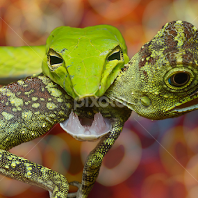 by Cikgu Al - Animals Amphibians