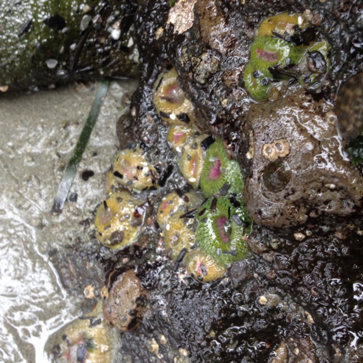 Aggregate anemone