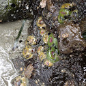 Aggregate anemone