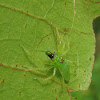Magnolia Green Jumper (female)