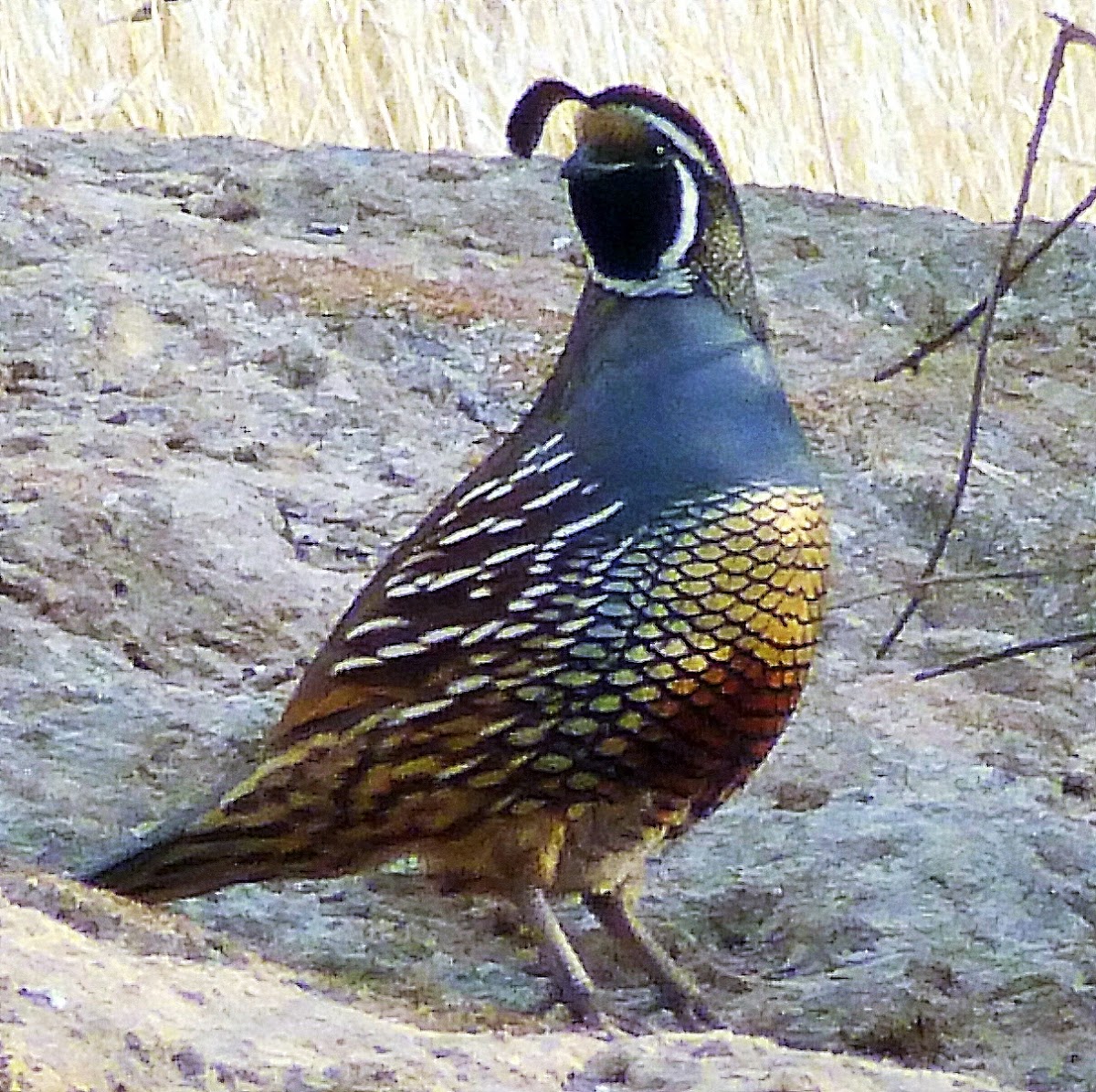 California Quail Project Noah