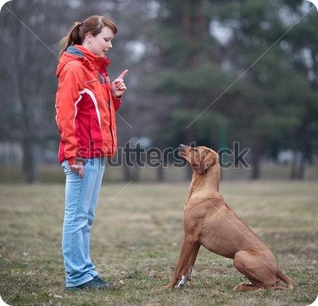 Dog Obedience Training