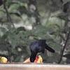 melodious blackbird