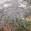 Black lace elderberry
