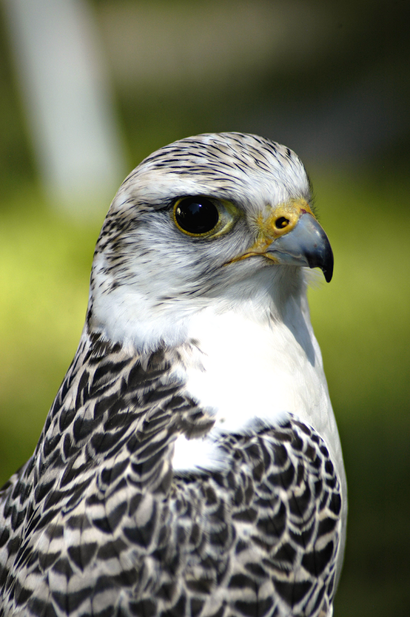 Halfbreed Gyrfalcon/Saker Falcon