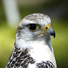 Halfbreed Gyrfalcon/Saker Falcon