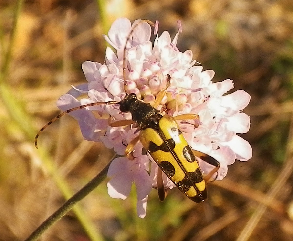 Black-and-yellow Spotted Longhorn Beetle