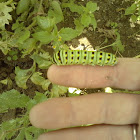 Black Swallowtail (larva)