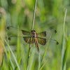 Widow Skimmer (Female)