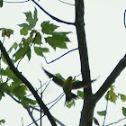 3 yellow finches