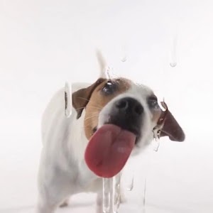 Dog Lick Screen Live wallpaper for Android